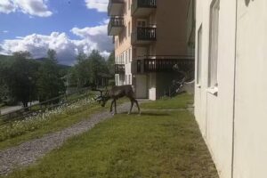 Hamrafjället Brf, Rosa Byn