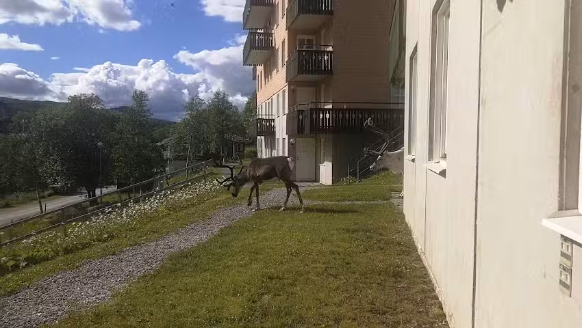 Brf Hamrafjället, Rosa Byn