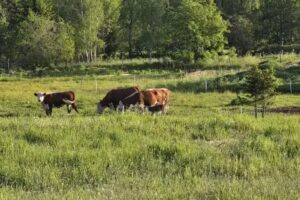 Fyrås Gård Camping