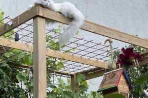 lilla bo’s maine coons