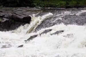 Mörrums Kronolax-Angeln