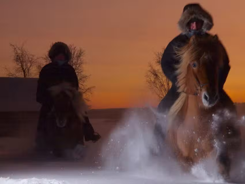 Ofelaš Islandshester og guidetjeneste