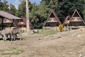 Safaricamp, Öland Zoo