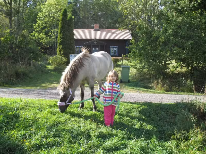 Sjöberga Icelandic Horse Farm