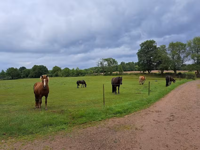 Söderåsens Forsgård