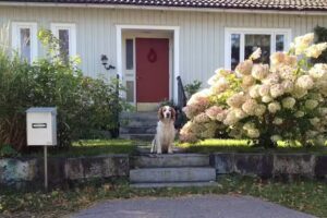 Tant Grön Bed & Breakfast