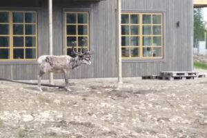 VEMDALSKALET SÖRGÅRDARNA L33