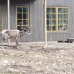 VEMDALSSKALET SÖRGÅRDARNA L33