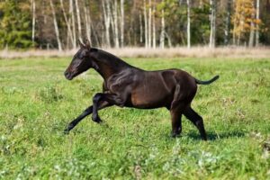 Wärmagård stall och P.R.E stuteri
